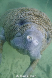 Young Manatee in Crystal River by James Laker 